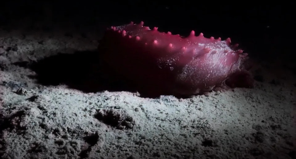 Meet the Deep-Sea 