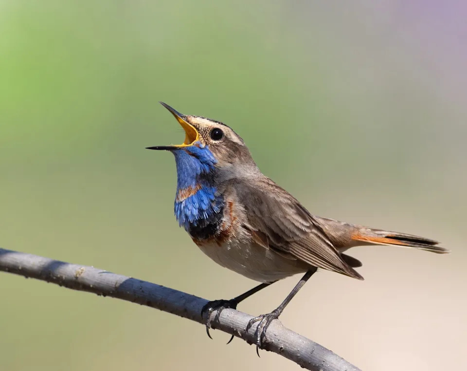Climate Shifts Drove Rare, Rapid Bursts of Bird Body-Shape Evolution