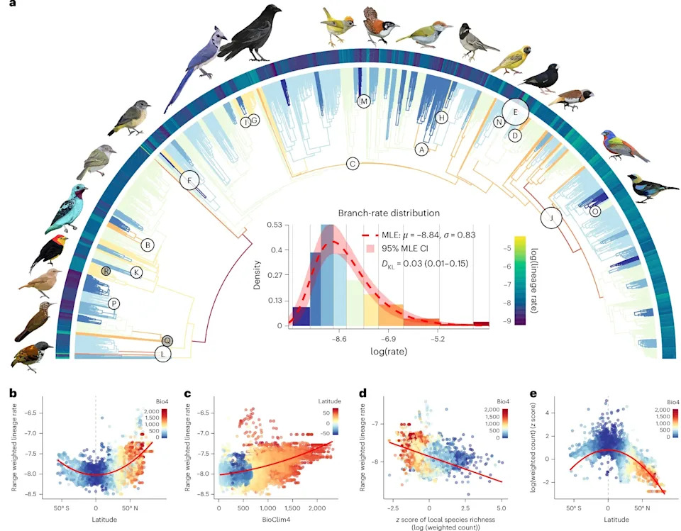 Climate Shifts Drove Rare, Rapid Bursts of Bird Body-Shape Evolution