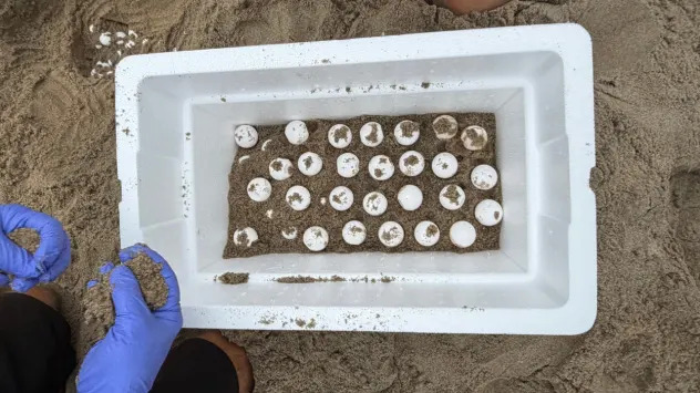 Historic Rescue: About 200 Olive Ridley Eggs Moved to Aquarium of the Pacific Ahead of Hurricane Polo