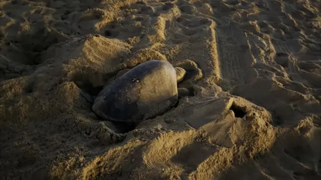 Historic Rescue: About 200 Olive Ridley Eggs Moved to Aquarium of the Pacific Ahead of Hurricane Polo