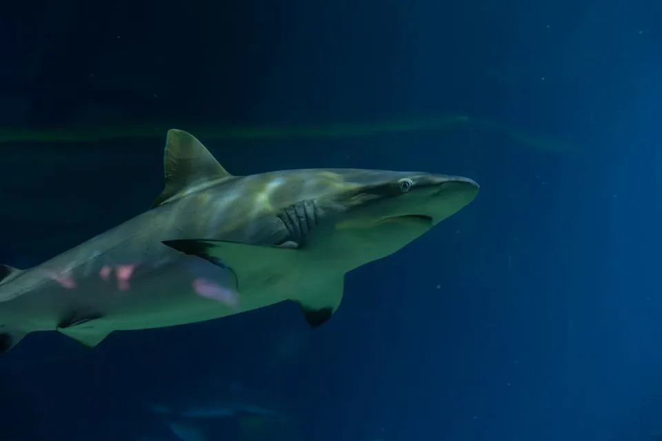 Sharks' Super Hearing: Blacktips Detect Low-Frequency Sounds Nearly 250 Feet Away