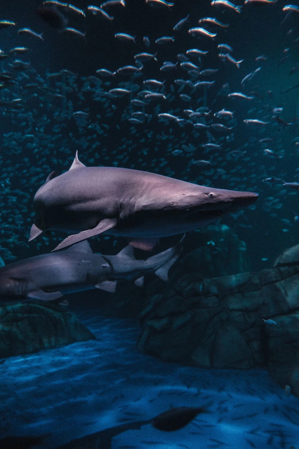 Sharks' Super Hearing: Blacktips Detect Low-Frequency Sounds Nearly 250 Feet Away
