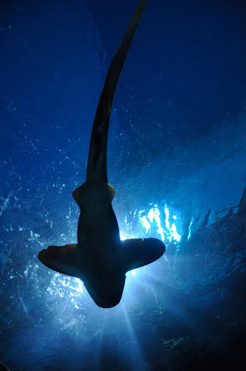 Sharks' Super Hearing: Blacktips Detect Low-Frequency Sounds Nearly 250 Feet Away