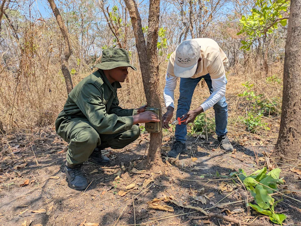Over 300 Custom Camera Traps Across Cape Verde–Sized Area Reveal Rare Wildlife Records and Declining Lions in Western Tanzania