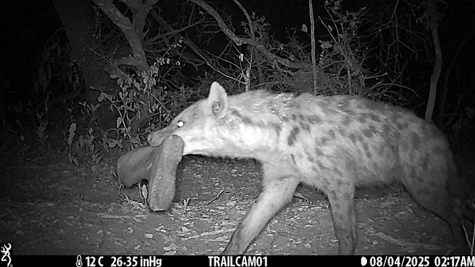Over 300 Custom Camera Traps Across Cape Verde–Sized Area Reveal Rare Wildlife Records and Declining Lions in Western Tanzania