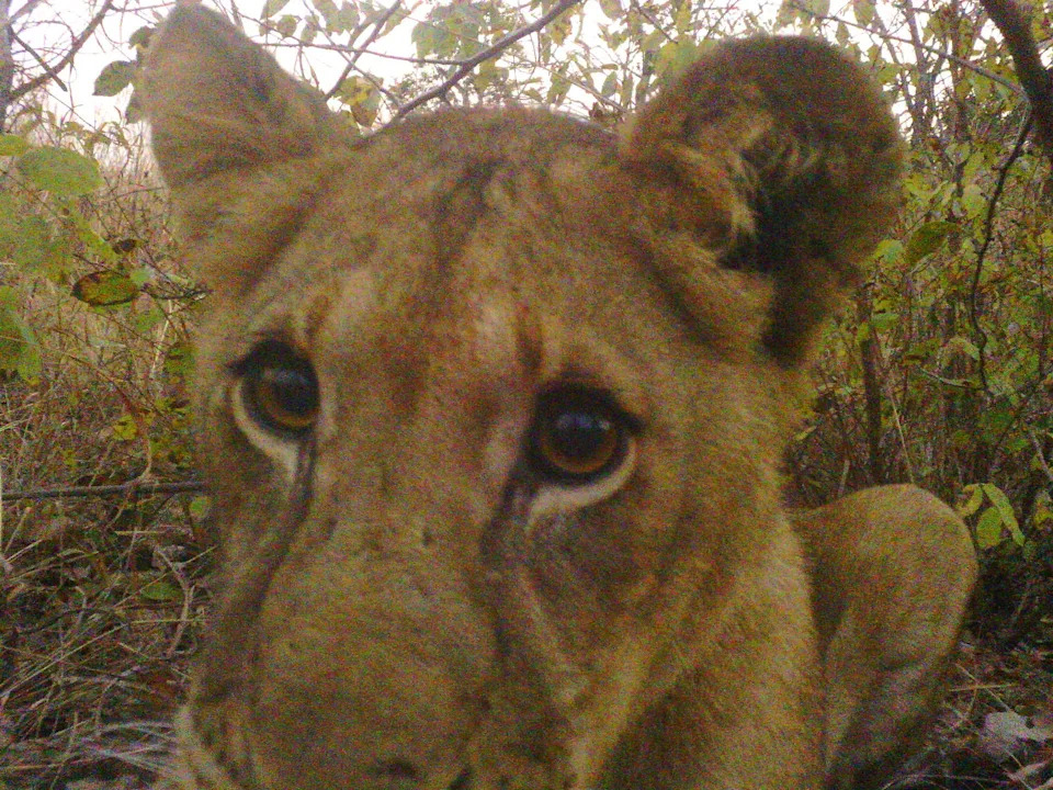 Over 300 Custom Camera Traps Across Cape Verde–Sized Area Reveal Rare Wildlife Records and Declining Lions in Western Tanzania