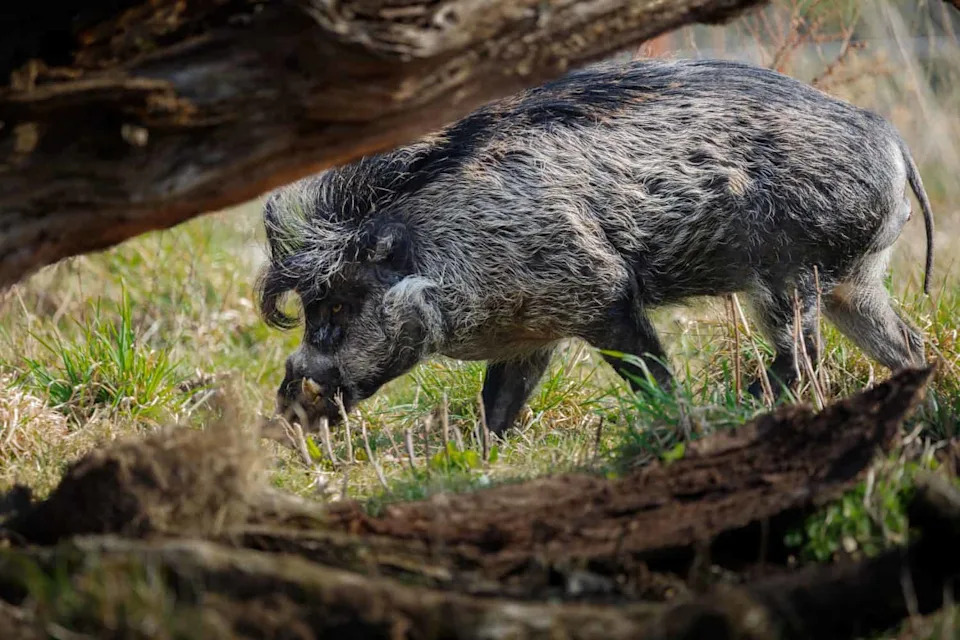 Race to Save Asia’s Wild Pigs: African Swine Fever Threatens 12 Endemic Species