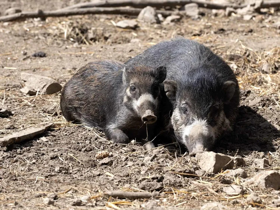 Race to Save Asia’s Wild Pigs: African Swine Fever Threatens 12 Endemic Species