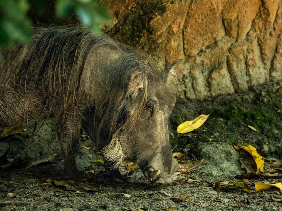 Race to Save Asia’s Wild Pigs: African Swine Fever Threatens 12 Endemic Species