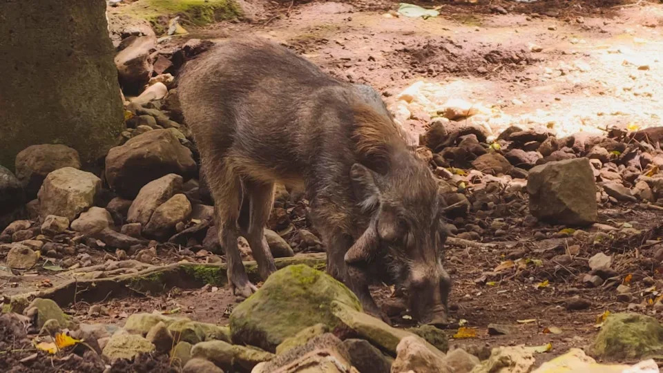 Race to Save Asia’s Wild Pigs: African Swine Fever Threatens 12 Endemic Species