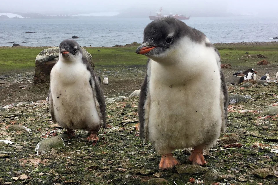 Scientists Identify New Gentoo Penguin Species — First Penguin Discovery in Over a Century