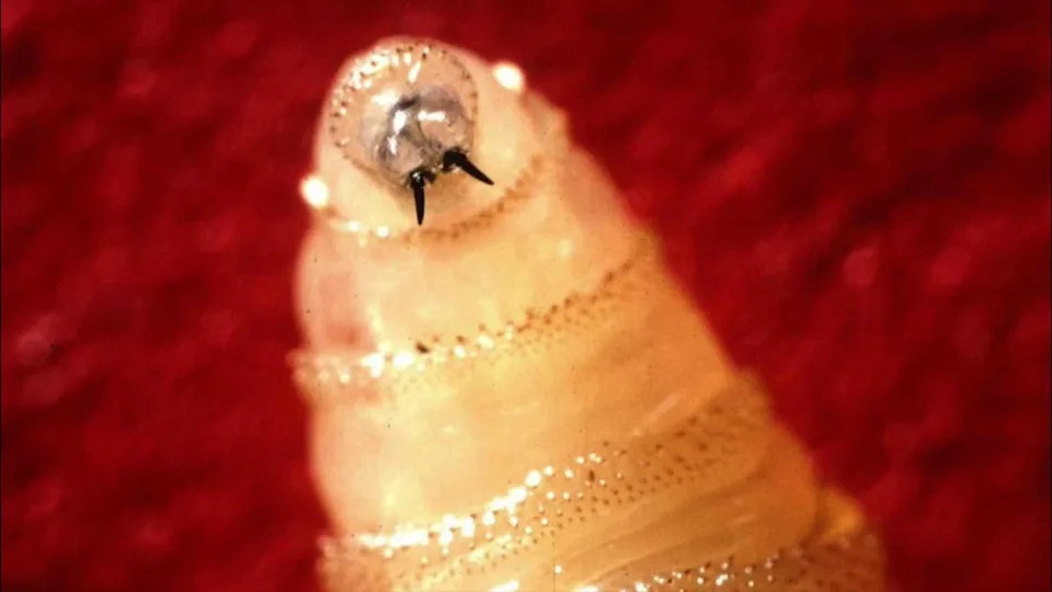 New World Screwworm Detected in Texas After 60 Years — Authorities Rush to Contain Outbreak