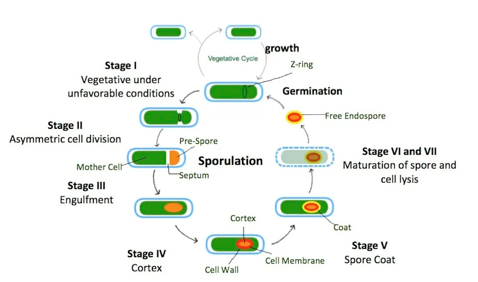 Spore-Forming Bacteria Are Exceptionally Tough — Their High Energy Cost Is the Weakness