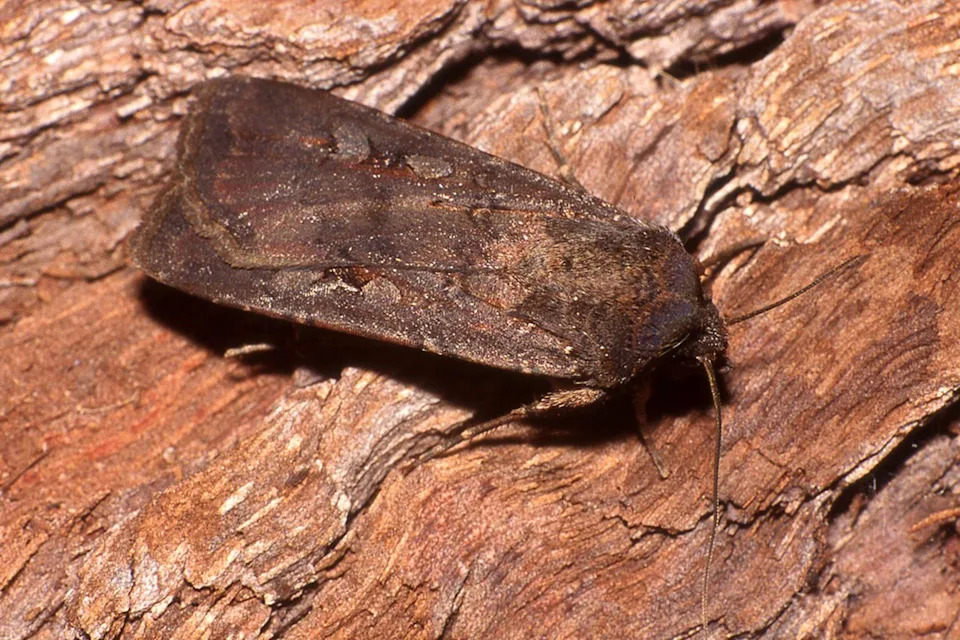 Millions of Endangered Bogong Moths Swarm New South Wales — A Hopeful Sign for a Collapsed Population