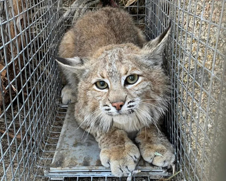 Humans Drive Bobcat Deaths in California — Can Wildlife Crossings Turn the Tide?