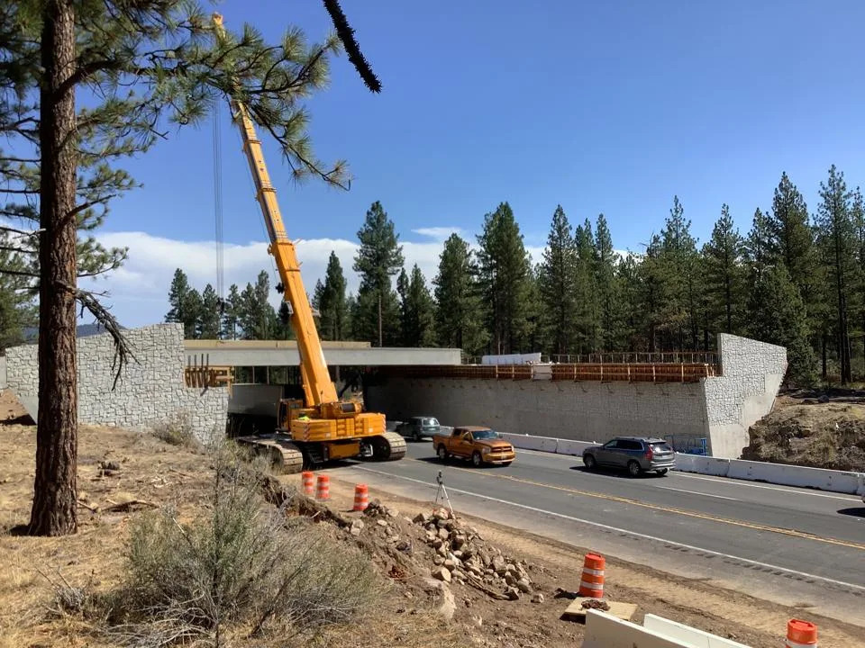 Humans Drive Bobcat Deaths in California — Can Wildlife Crossings Turn the Tide?