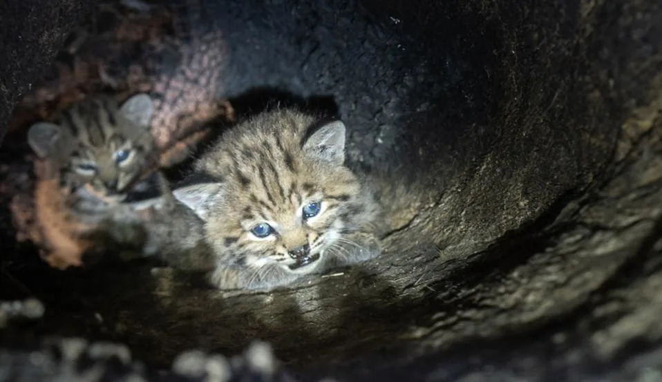 Humans Drive Bobcat Deaths in California — Can Wildlife Crossings Turn the Tide?