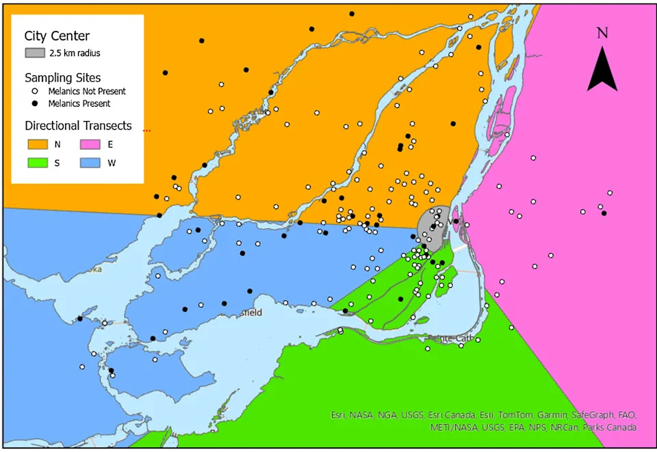 Black Squirrels Cluster in Cold, Tree-Rich Neighborhoods of Montreal — Rivers May Keep Populations Apart
