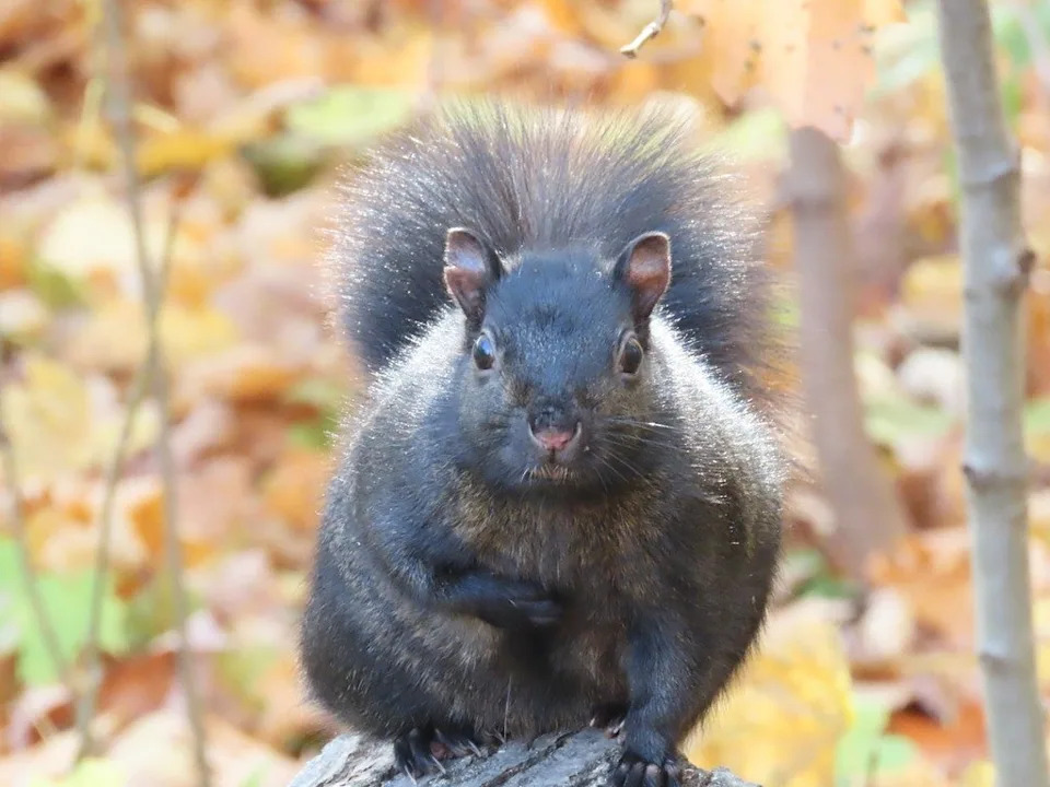 Black Squirrels Cluster in Cold, Tree-Rich Neighborhoods of Montreal — Rivers May Keep Populations Apart