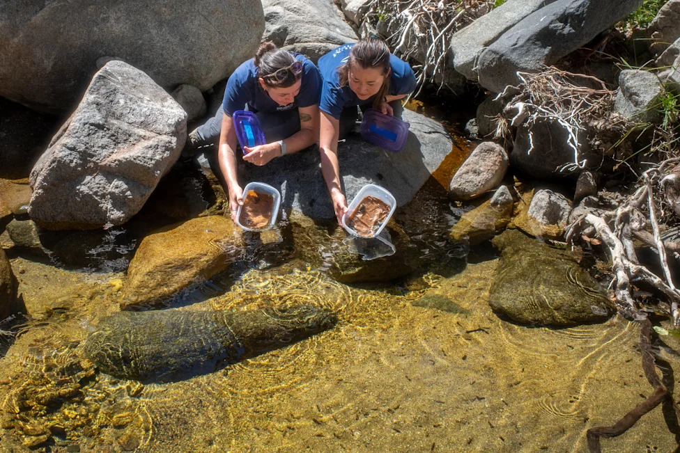 LA Aquarium’s Frog Nursery Raises 1,000 Endangered Mountain Yellow-Legged Frogs for Release