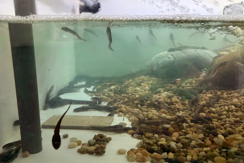 LA Aquarium’s Frog Nursery Raises 1,000 Endangered Mountain Yellow-Legged Frogs for Release