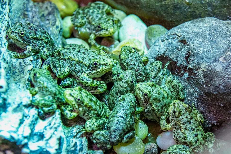 LA Aquarium’s Frog Nursery Raises 1,000 Endangered Mountain Yellow-Legged Frogs for Release