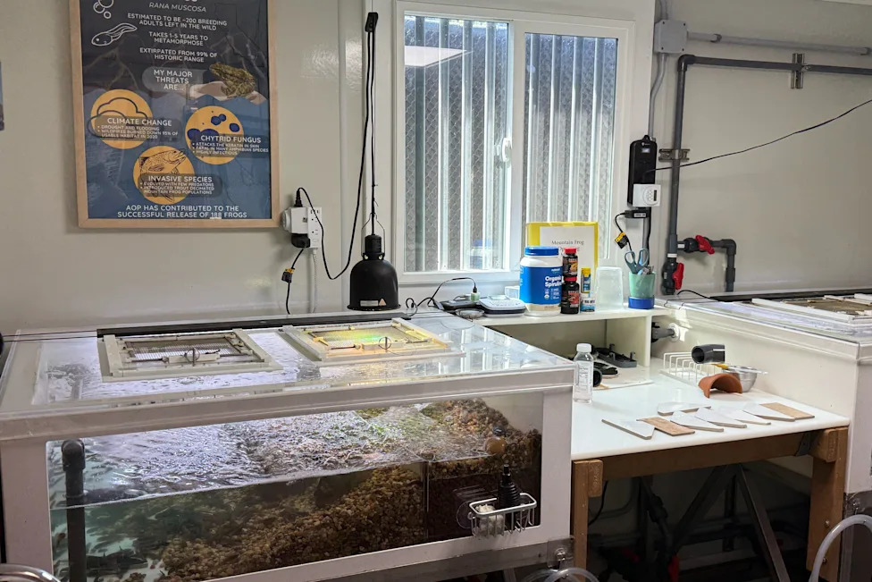 LA Aquarium’s Frog Nursery Raises 1,000 Endangered Mountain Yellow-Legged Frogs for Release
