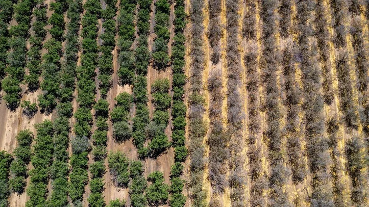 Water Shortages Are Quietly Driving Up Your Grocery Bill, New Global Report Warns
