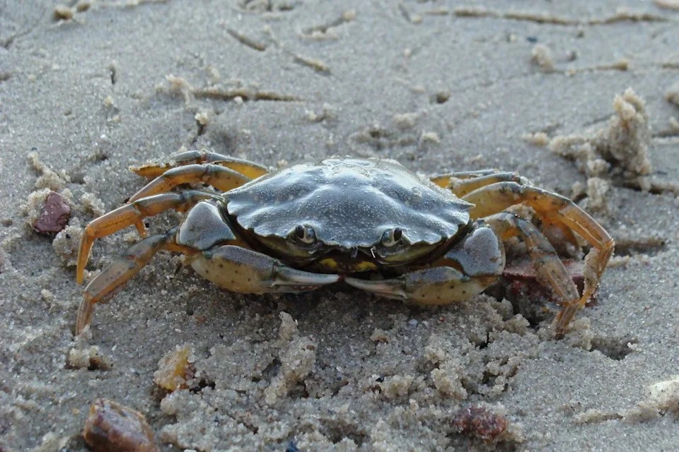 Sea-Level Rise Could Expose Coastal Lands to 100+ Invasive Marine Species by 2050