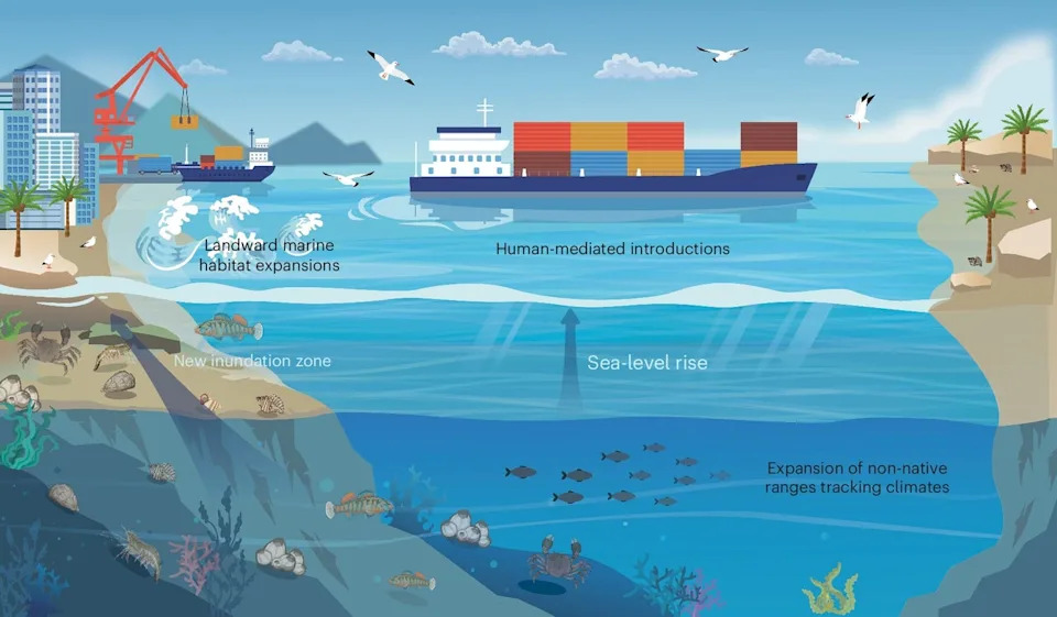 Sea-Level Rise Could Expose Coastal Lands to 100+ Invasive Marine Species by 2050