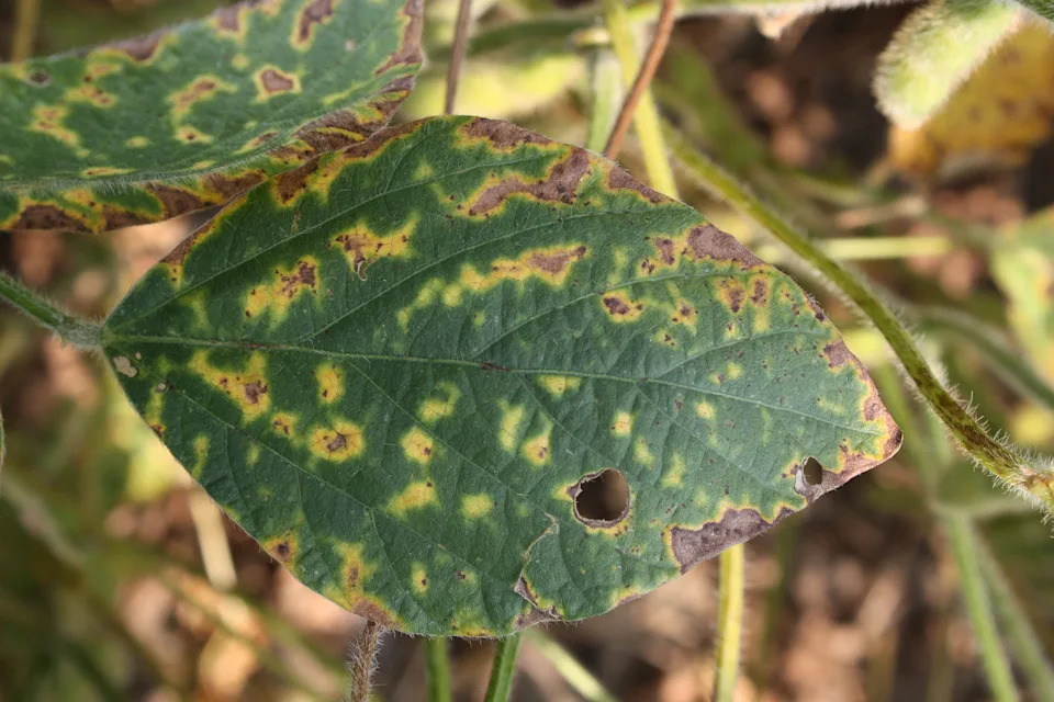 Soybean Cyst Nematode Is Stealing Yield Before Symptoms Appear — What Growers Should Do Now