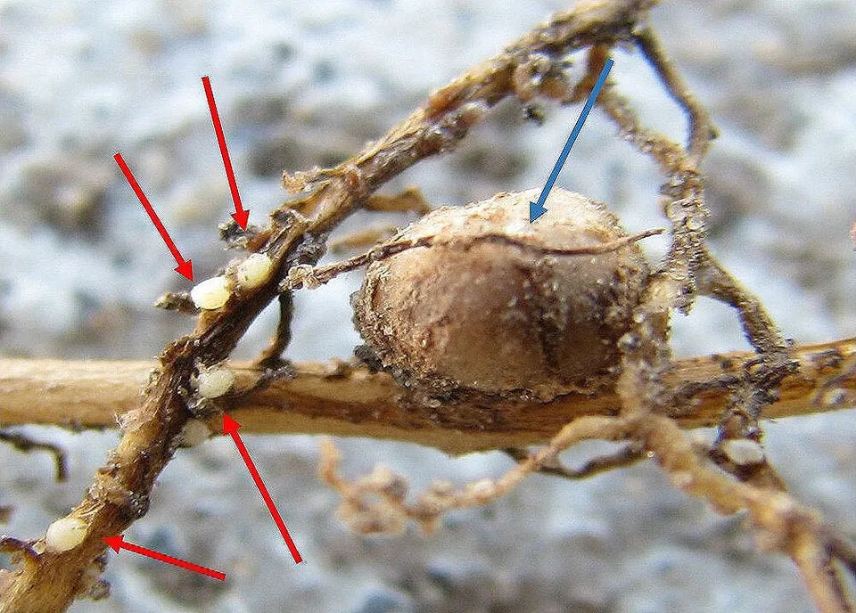 Soybean Cyst Nematode Is Stealing Yield Before Symptoms Appear — What Growers Should Do Now