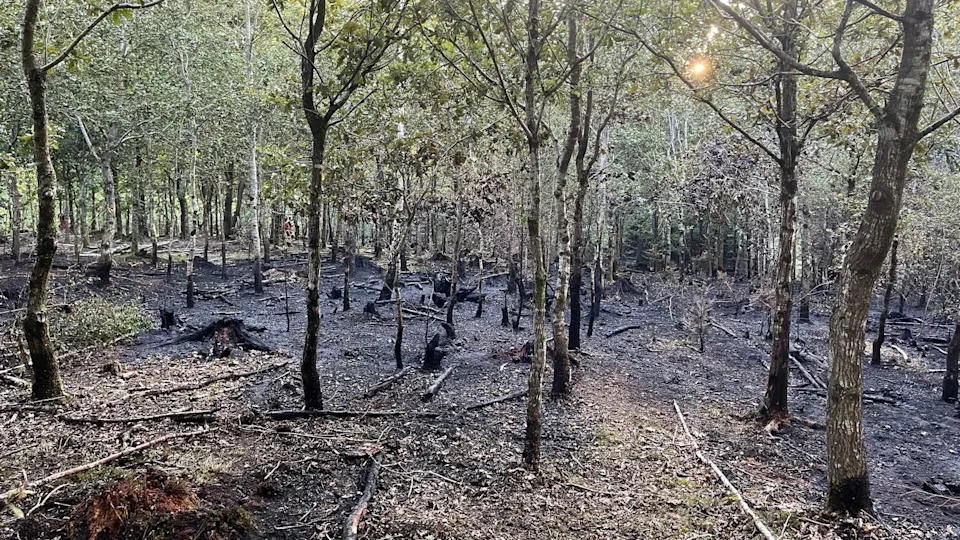 South England Faces Rising Wildfire Risk — Experts Warn Danger Could Double Within 40–50 Years