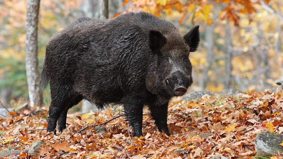 Wild Hogs Found Carrying CWD Prions — Could They Be Spreading Deer Disease?