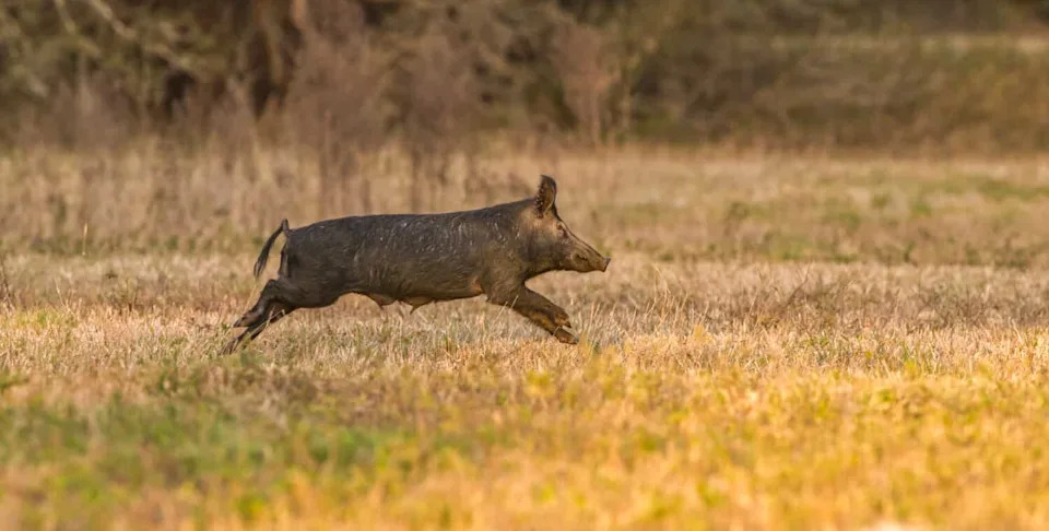Wild Hogs Found Carrying CWD Prions — Could They Be Spreading Deer Disease?