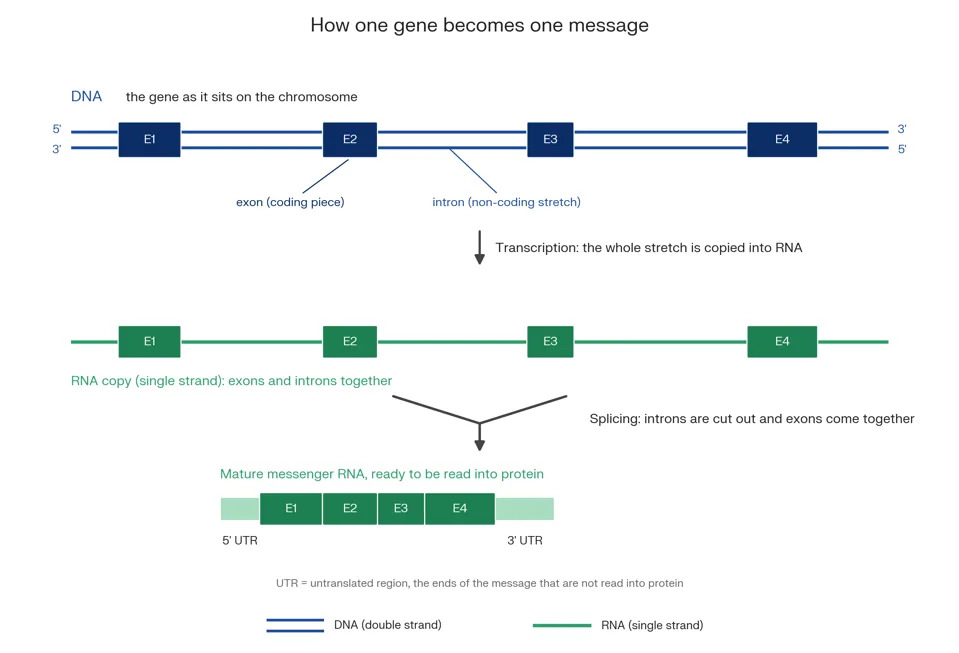 The Genome’s Hidden Layer: How Trans‑Splicing May Produce Hybrid Proteins