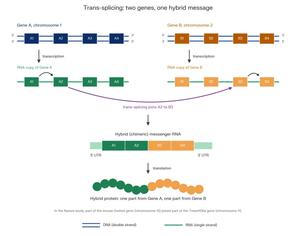 The Genome’s Hidden Layer: How Trans‑Splicing May Produce Hybrid Proteins