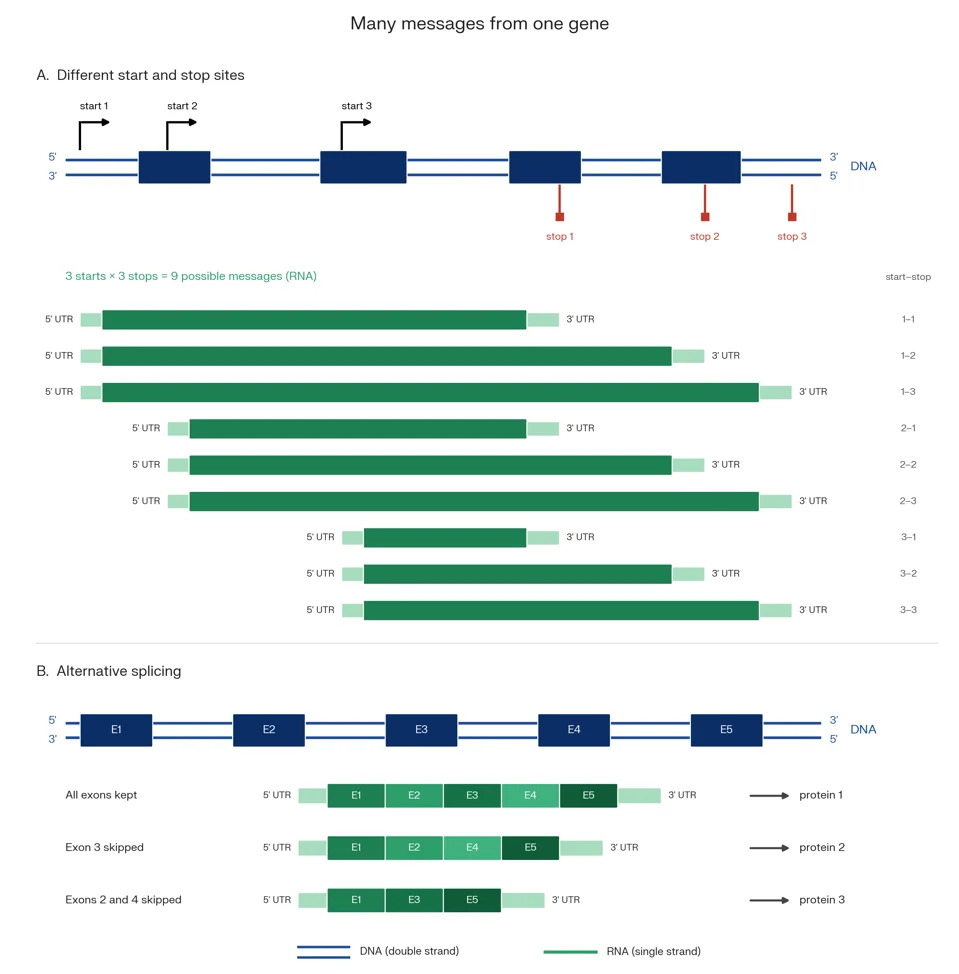 The Genome’s Hidden Layer: How Trans‑Splicing May Produce Hybrid Proteins