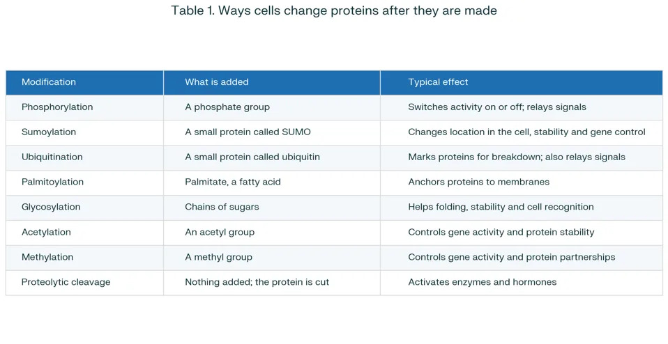 The Genome’s Hidden Layer: How Trans‑Splicing May Produce Hybrid Proteins