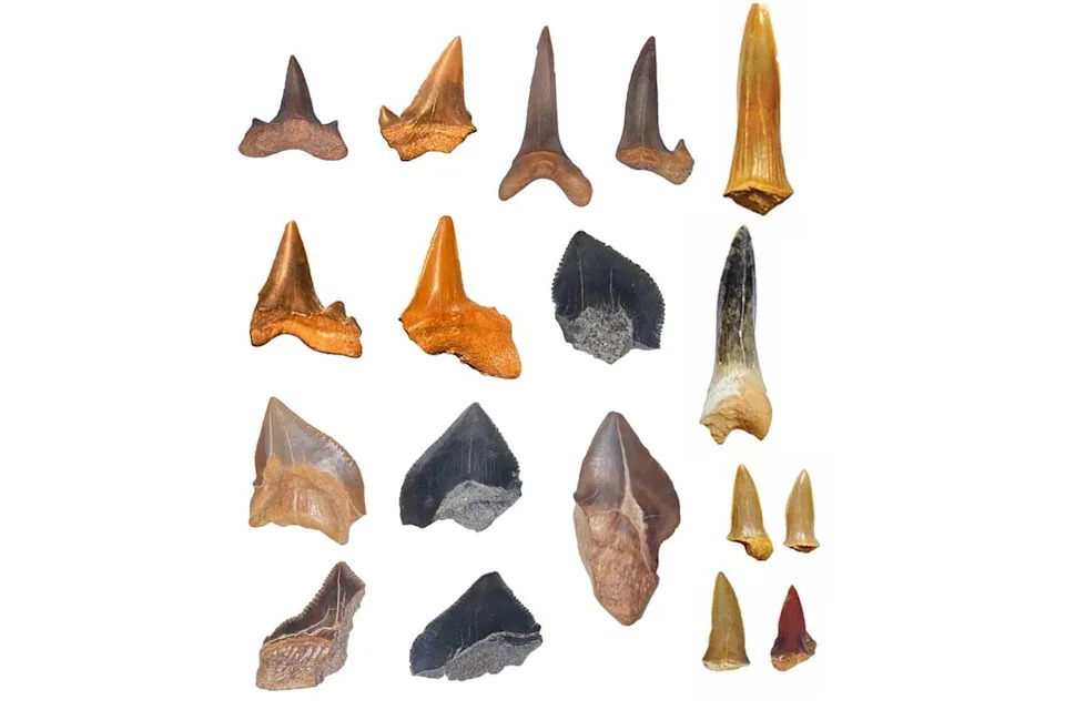 66-Million-Year-Old Shark 'Graveyard' Unearthed Beneath Egyptian Desert, Revealing New Species Records