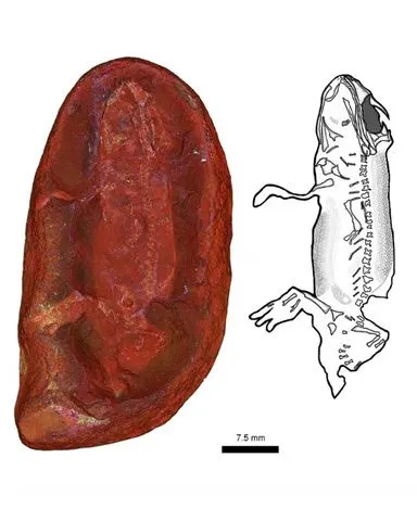 Students Name 309-Million-Year-Old Fossil After Their Mothers — Jeanerpeton mazonensis