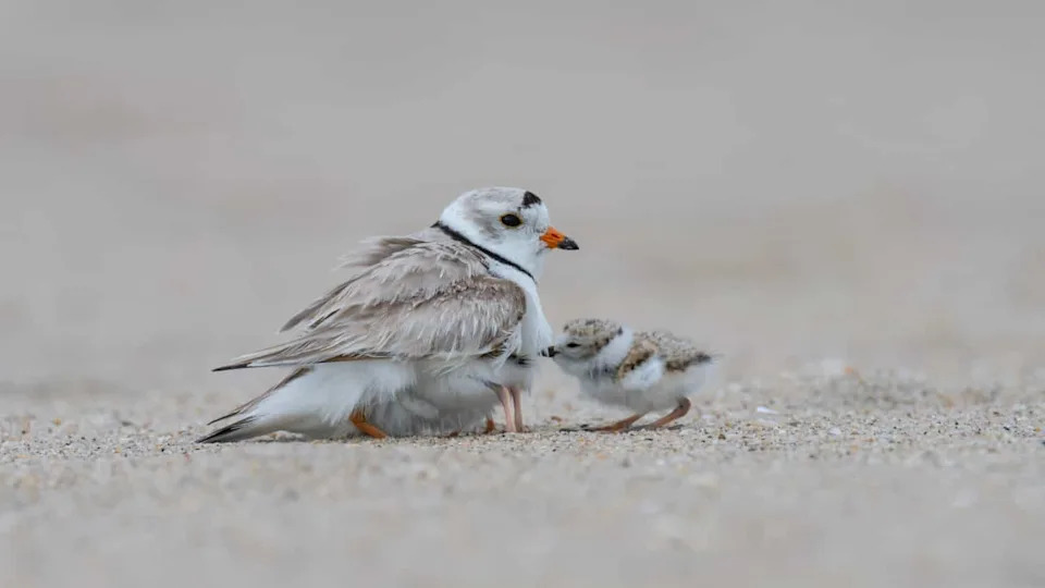 From 12 Pairs to 184 Chicks: Great Lakes Piping Plovers Stage a Remarkable Comeback