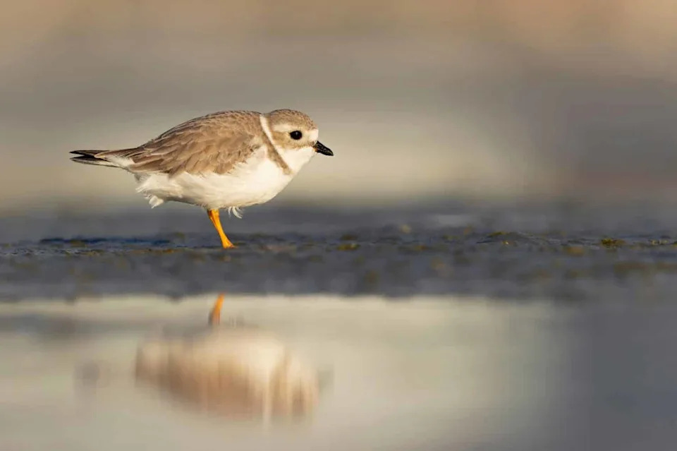 From 12 Pairs to 184 Chicks: Great Lakes Piping Plovers Stage a Remarkable Comeback