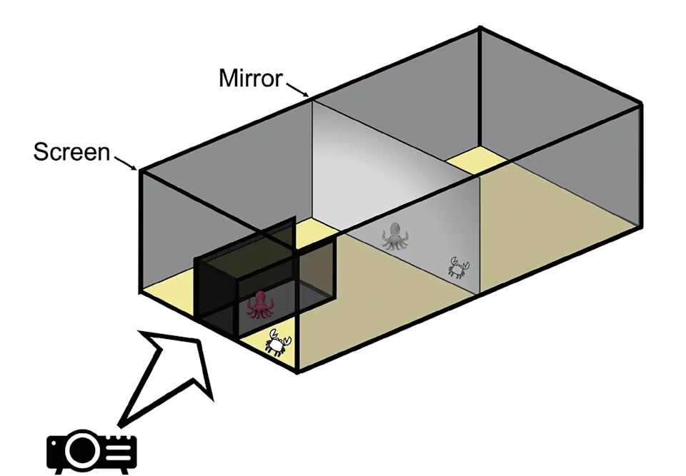 Mirror, Mirror in the Tank: Octopuses Use Reflections to Locate Hidden Prey