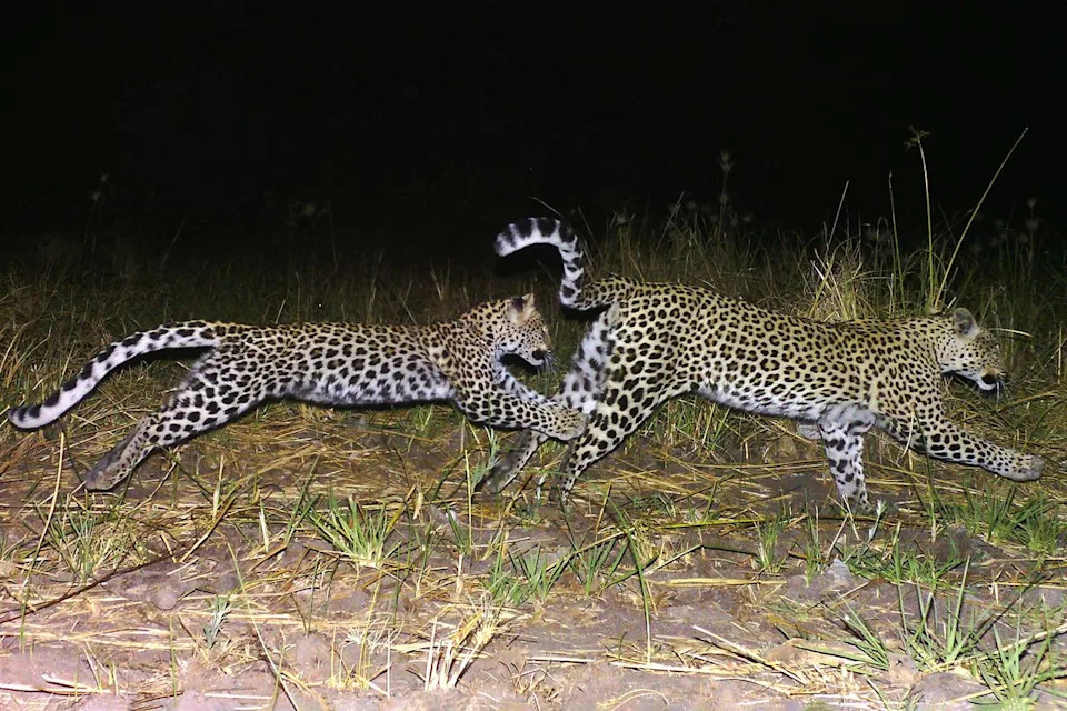 150,000 Photos From 300+ Camera Traps Reveal Rare 