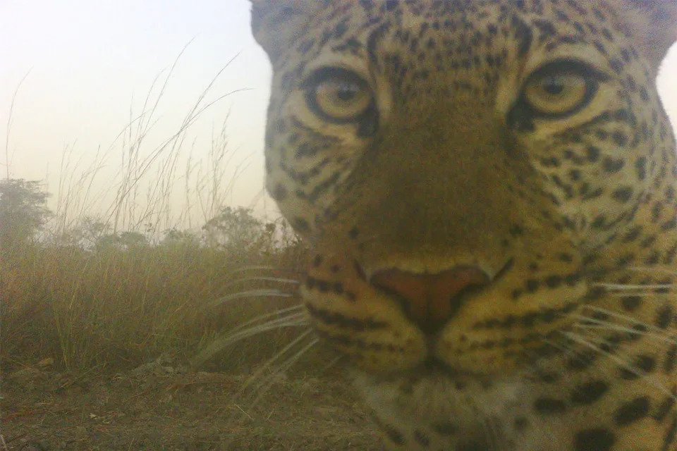 150,000 Photos From 300+ Camera Traps Reveal Rare 