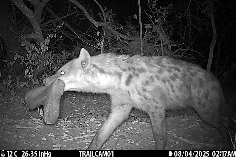 150,000 Photos From 300+ Camera Traps Reveal Rare 