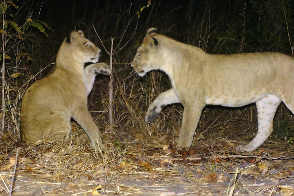 150,000 Photos From 300+ Camera Traps Reveal Rare 