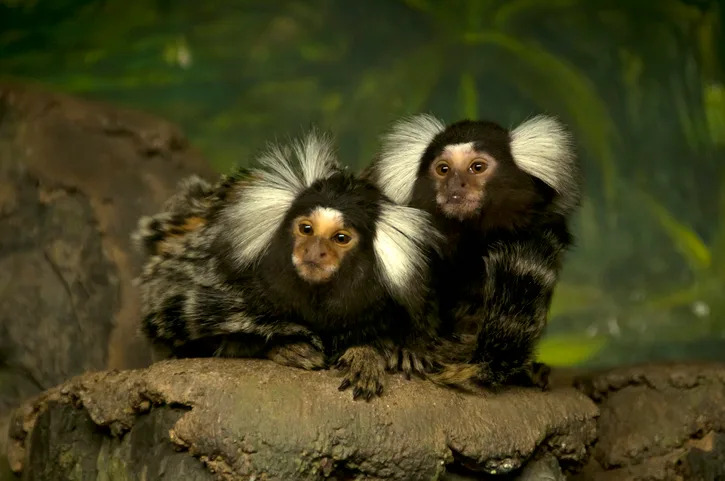 Primate Calls May Use Nested (‘Supra‑Regular’) Grammar Once Thought Uniquely Human